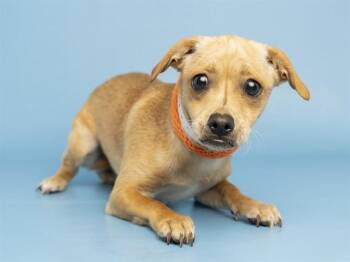 CHIKITITA -  Chihuahua Dog for Adoption in Phoenix, Arizona - CHIKITITA | PetCurious