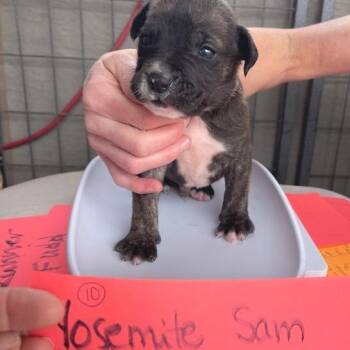 Mixed Breed Dogs Available for Adoption - Yosemite Sam | PetCurious