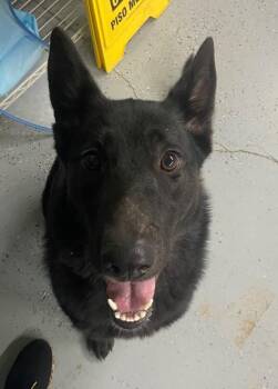 German Shepherd Dog Dogs Available for Adoption in Beebe, Arkansas - Athena | PetCurious
