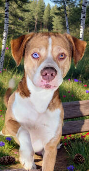 Rescue Boxer and Husky Dogs for Adoption in Troy, Alabama - Samson | PetCurious