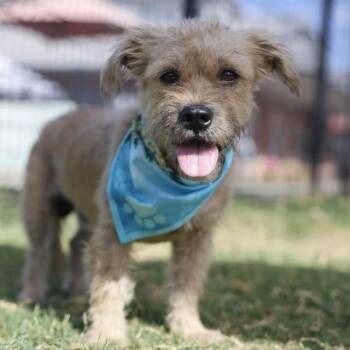 GEORGIE -  Terrier Dog for Adoption in San Antonio, Texas - GEORGIE | PetCurious