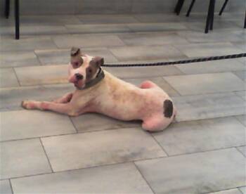 A1266559 -  Pit Bull Terrier and Mixed Breed Dog for Adoption in Charlotte, North Carolina - A1266559 | PetCurious