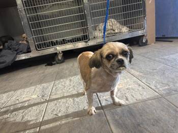 MANZANITA -  Pekingese and Mixed Breed Dog for Adoption in Grand Prairie, Texas - MANZANITA | PetCurious