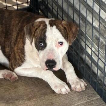 Nosferatu -  Pit Bull Terrier and American Bulldog Dog for Adoption in East St. Louis, Illinois - Nosferatu | PetCurious