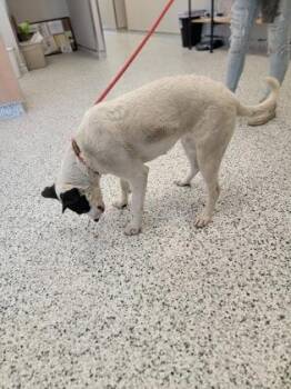 Bristol -  Shepherd and Pit Bull Terrier Dog for Adoption in Fergus Falls, Minnesota - Bristol | PetCurious