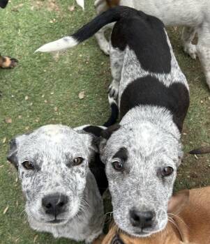 Australian Cattle Dog Blue Heeler and American Bulldog Dogs Available for Adoption in Brownstown, Indiana - Storm | PetCurious