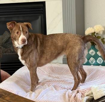 Rescue Cattle Dog Dogs for Adoption in Owatonna, Minnesota - Lucy | PetCurious