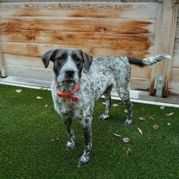 Rescue German Wirehaired Pointer and Labrador Retriever Dogs for Adoption in Jackson, Wyoming - Freckle | PetCurious