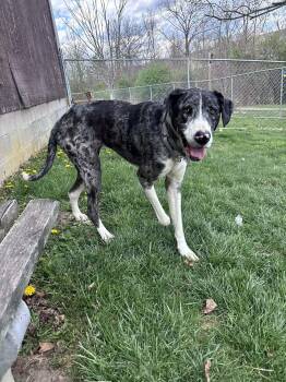 Great Dane Dogs Available for Adoption in Altoona, Pennsylvania - Cosette | PetCurious