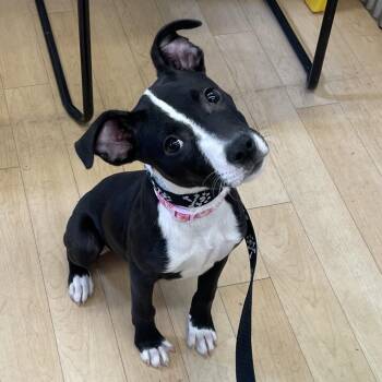 Pepper -  Border Collie and Mixed Breed Dog for Adoption in Spokane, Washington - Pepper | PetCurious