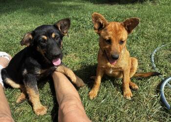 Otter & Penny -  Shepherd and Cattle Dog Dog for Adoption in Davis, California - Otter & Penny | PetCurious