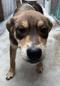 Terrier Dogs Available for Adoption in Minneapolis, Minnesota - Chocolata | PetCurious