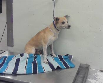 RONNIE -  Chihuahua and Mixed Breed Dog for Adoption in Houston, Texas - RONNIE | PetCurious