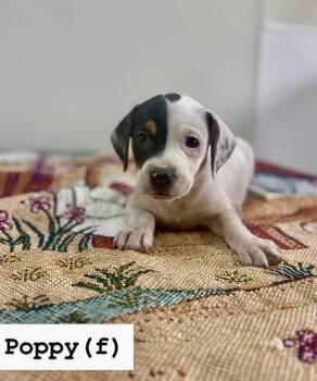 Black Labrador Retriever Dogs Available for Adoption - Poppy  | PetCurious