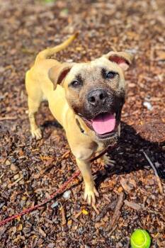 Monopoly -  Mixed Breed Dog for Adoption in Cincinnati, Ohio - Monopoly | PetCurious