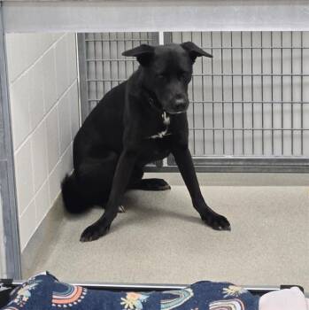 German Shepherd Dog and Mixed Breed Dogs Available for Adoption in Omaha, Nebraska - NEWT | PetCurious