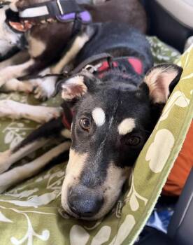 Milo -  Husky and Plott Hound Dog for Adoption in Boston, Massachusetts - Milo | PetCurious