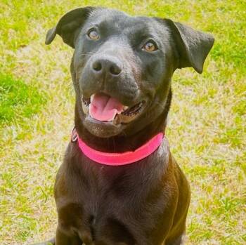 Labrador Retriever Dogs Available for Adoption in Krum, Texas - Chloe | PetCurious