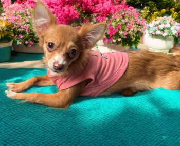 Chihuahua Dogs Available for Adoption in San Antonio, Texas - Khloe | PetCurious