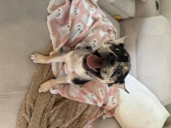 Kodiak -  Husky and Siberian Husky Dog for Adoption in Discovery Bay, California - Kodiak | PetCurious