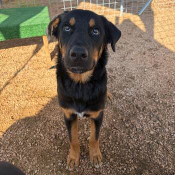 Nicholas KCAC -  Shepherd and Mixed Breed Dog for Adoption in Kerrville, Texas - Nicholas KCAC | PetCurious