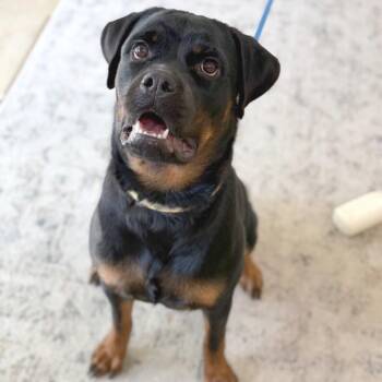 Dollie Pawton -  Rottweiler Dog for Adoption in Brownsboro, Alabama - Dollie Pawton | PetCurious
