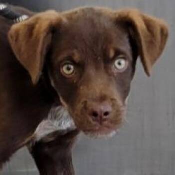 Rolo -  Mixed Breed Dog for Adoption in Las Cruces, New Mexico - Rolo | PetCurious