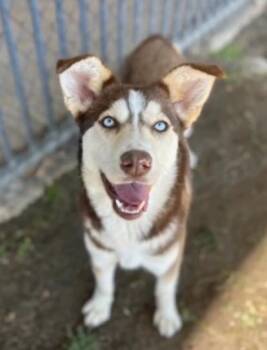 Rescue Husky Dogs for Adoption - ATHENA | PetCurious