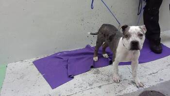 A2092858 -  American Staffordshire Terrier and Mixed Breed Dog for Adoption in Houston, Texas - A2092858 | PetCurious