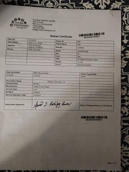 Chihuahua Dogs Available for Adoption - Ray | PetCurious