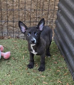 Sonora -  Labrador Retriever and Whippet Dog for Adoption in Apache Junction, Arizona - Sonora | PetCurious