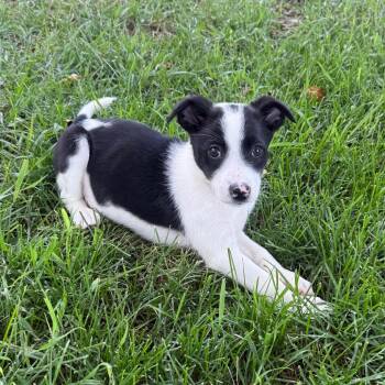 650 (2026) Indie -  Australian Shepherd and Mixed Breed Dog for Adoption in Parker, Colorado - 650 (2026) Indie | PetCurious
