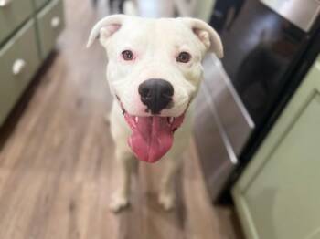 Pepe Soft Serve Sweetness -  Pit Bull Terrier Dog for Adoption in Friendswood, Texas - Pepe Soft Serve Sweetness | PetCurious