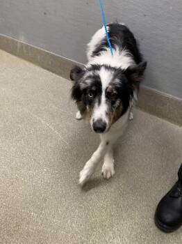 Australian Shepherd and Mixed Breed Dogs Available for Adoption in Las Vegas, Nevada - GAVIN | PetCurious