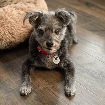 Jethro -  Miniature Schnauzer Dog for Adoption in Mead, Colorado - Jethro | PetCurious