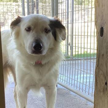 Storm -  Border Collie and Great Pyrenees Dog for Adoption in O