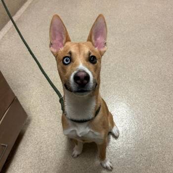 Mixed Breed Dogs Available for Adoption - Nugget | PetCurious