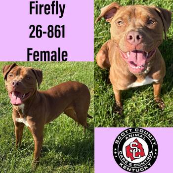 Firefly -  Pit Bull Terrier Dog for Adoption in Georgetown, Kentucky - Firefly | PetCurious