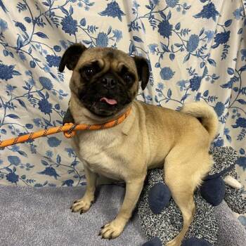 BIRDIE -  Pug Dog for Adoption in Modesto, California - BIRDIE | PetCurious