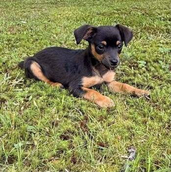 Asterid -  Mixed Breed Dog for Adoption in Milton, Delaware - Asterid | PetCurious