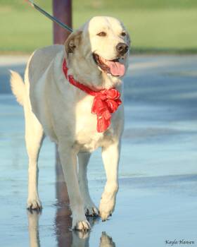 Rescue Yellow Labrador Retriever and Great Pyrenees Dogs for Adoption in Richland, Washington - Butters | PetCurious
