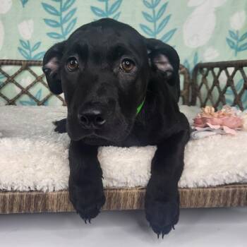 Hoya -  Black Labrador Retriever Dog for Adoption in Fort Wayne, Indiana - Hoya | PetCurious