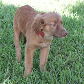 Puppy Autumn -  Australian Shepherd and Mixed Breed Dog for Adoption in Miami, Florida - Puppy Autumn | PetCurious