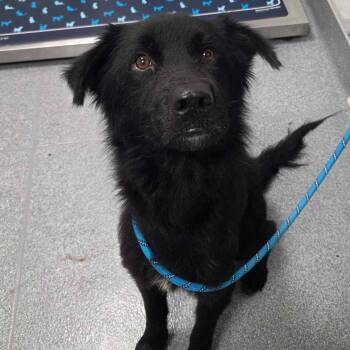 Maxwell -  Australian Shepherd and Mixed Breed Dog for Adoption in Buffalo, Minnesota - Maxwell | PetCurious