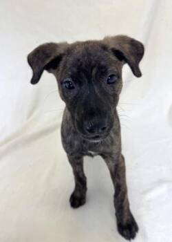Denny -  American Bully Dog for Adoption in Buffalo, Minnesota - Denny | PetCurious