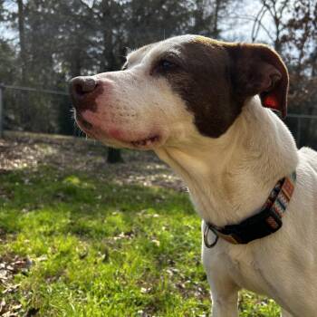 Pit Bull Terrier Dogs Available for Adoption - Spots **Courtesy Post. Out Of Town Pet. See Below For Details** | PetCurious