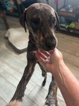 Charlie -  Catahoula Leopard Dog and Hound Dog for Adoption in Osteen, Florida - Charlie | PetCurious