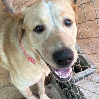 Rescue Golden Retriever Dogs for Adoption in Dighton, Massachusetts - Buddy | PetCurious