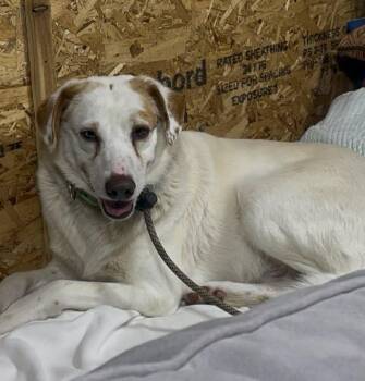 Australian Shepherd Dogs Available for Adoption - Sting  ***FOSTER OR ADOPT*** | PetCurious