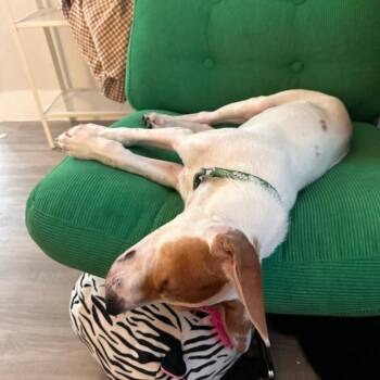 Mixed Breed Dogs Available for Adoption - DIEGO JR. | PetCurious